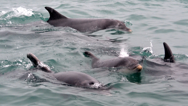 Bottlenose Dolphins Return to Newquay Bay 