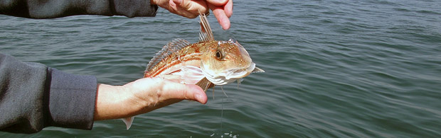 Fishing in Cornwall with Atlantic Diver