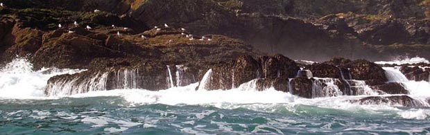 Sea safaris on the Atlantic Diver