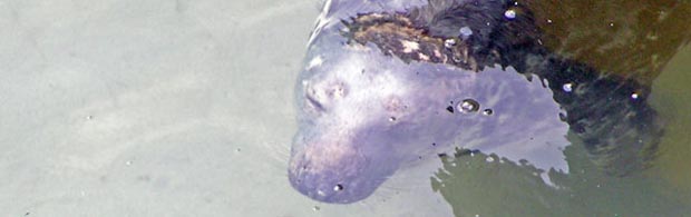 Newquay Harbour Seal