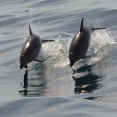 Dolphins in Newquay