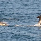 Dolphins tail walking