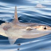 Sunfish seen off Newquay