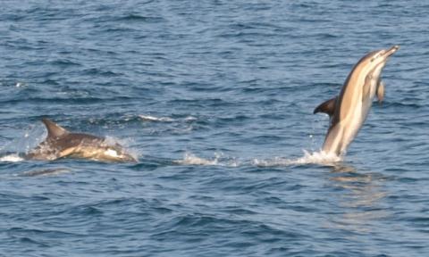 Dolphins tail walking
