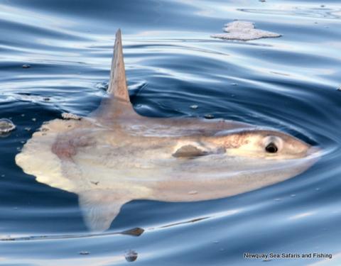 Sunfish seen off Newquay