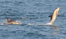 Dolphins tail walking